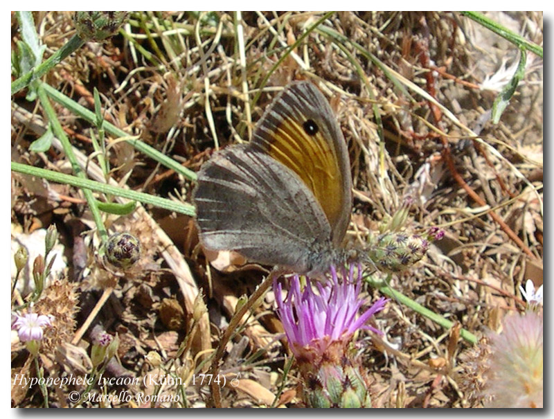 I tesori delle Madonie: Aricia eumedon (Lycaenidae)